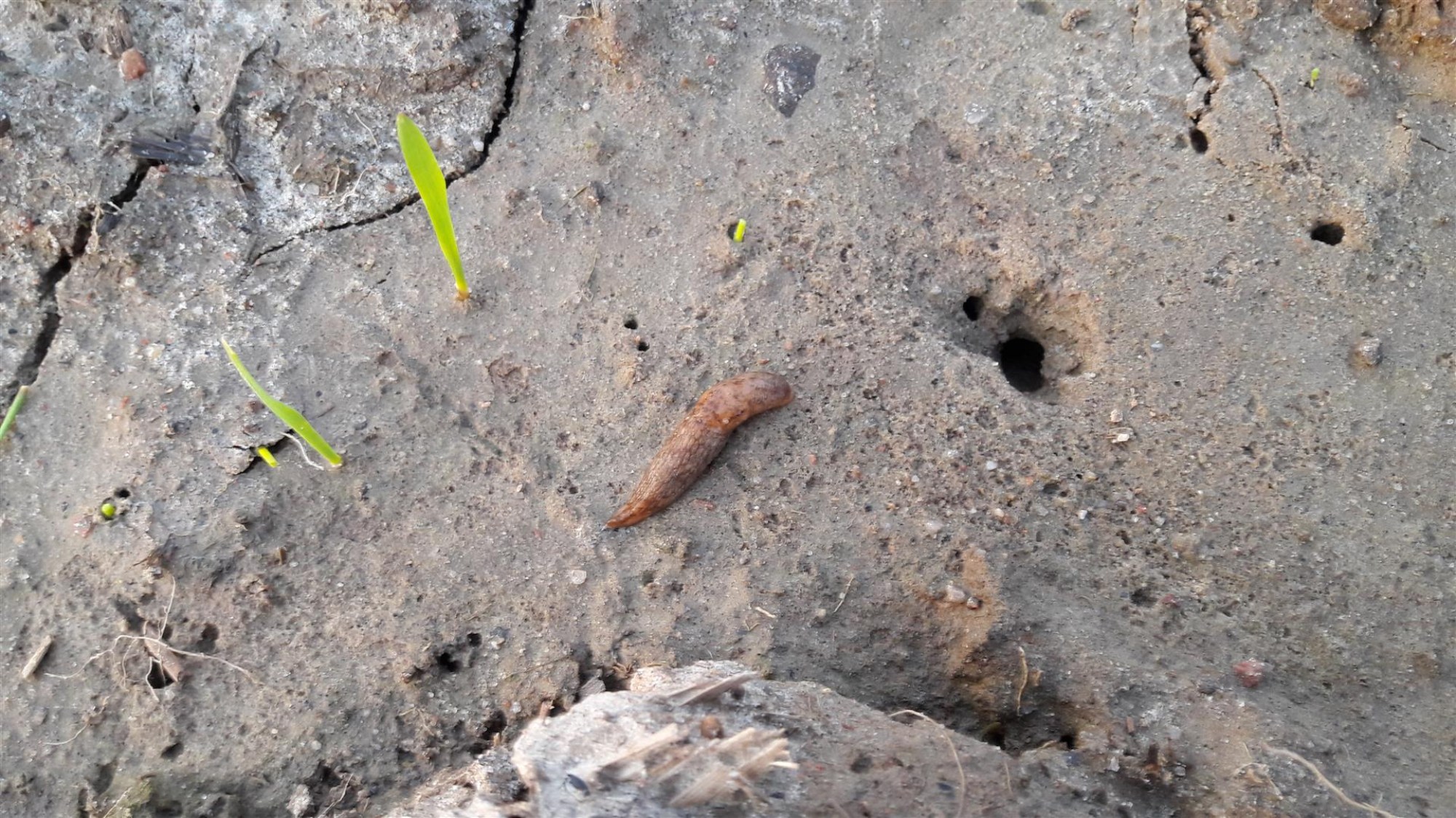 Deroceras reticulatum – hall põllunälkjas
