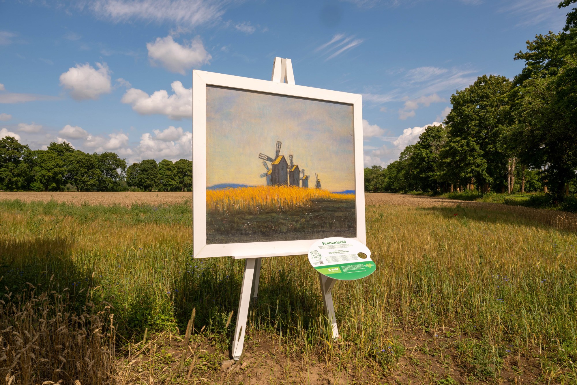 Ants Laikmaa „Viljapõld viie tuulikuga“ 1934, Kõljala POÜ talinisu põllul Saaremaal