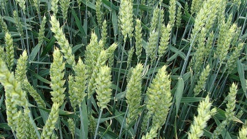 Talinisu