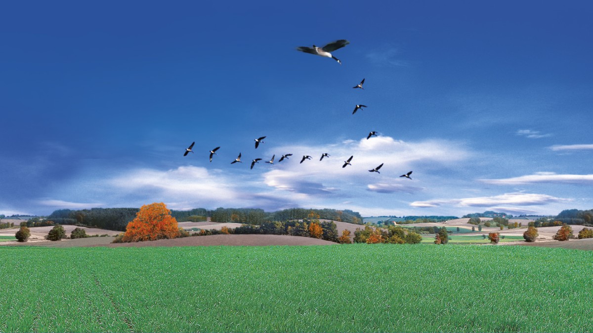 Flight® Forte