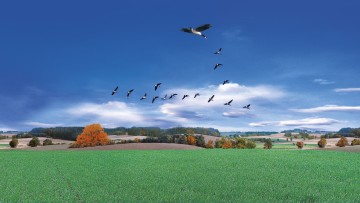 Flight® Forte